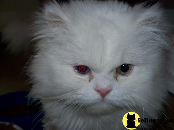Cats for Sale