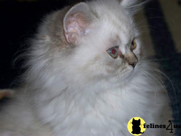 Kittens for Sale in Oregon