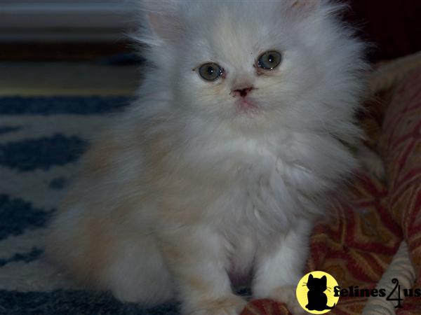 Kittens for Sale in Oregon