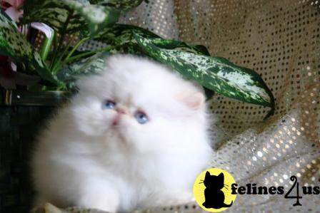 Kittens for Sale in Connecticut