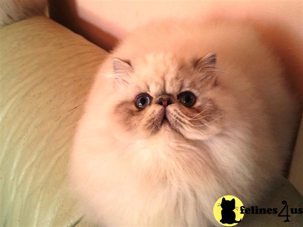 Kittens for Sale in Connecticut