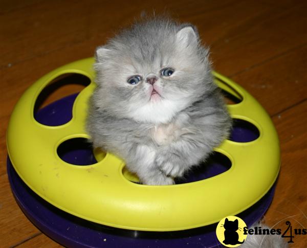 Cat Photo Contest