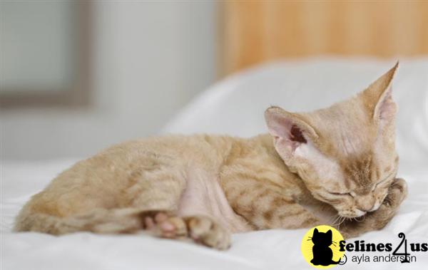 Devon Rex Kittens For Sale California