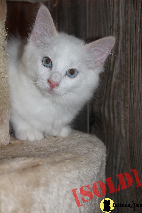 Adorable Flame point Ragamese Kitten