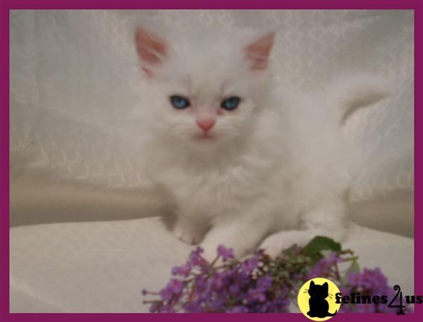 Kittens for Sale in Georgia