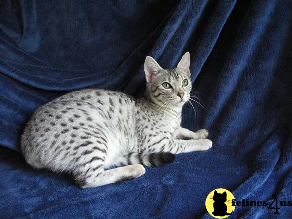 Kittens for Sale in Colorado