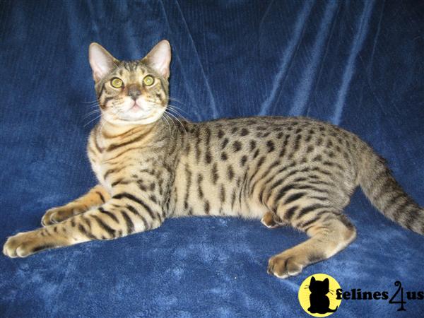 savannah stud