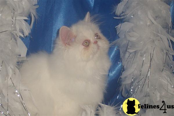 CFA Registered  Champion Sired Blue Eyed White Male