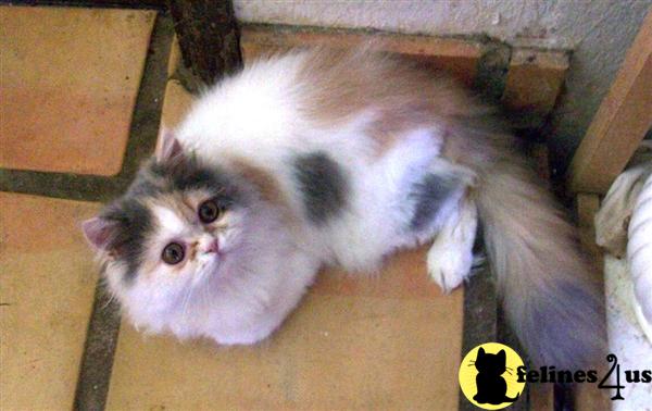 Kittens for Sale in California