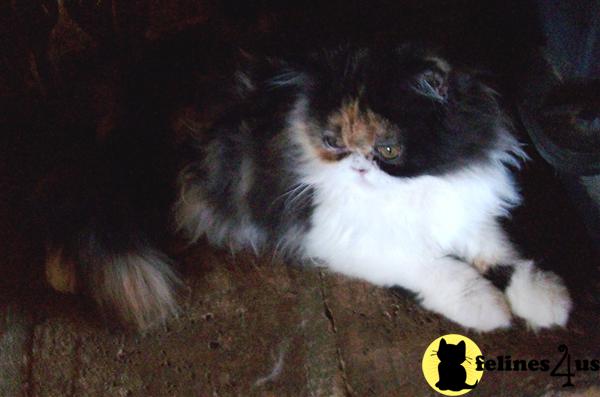 Kittens for Sale in California