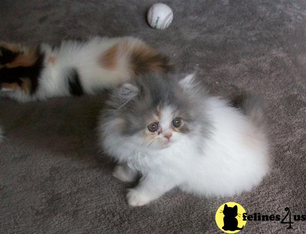 Kittens for Sale in California