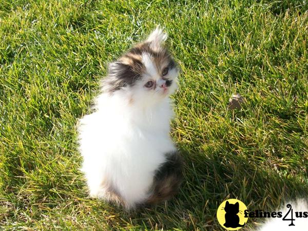 Kittens for Sale in California