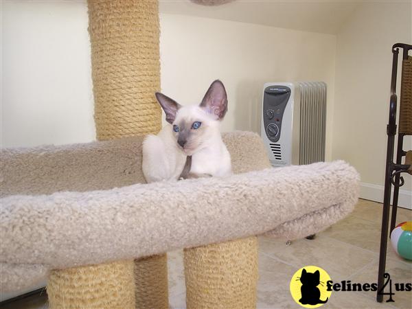 Kittens for Sale in Connecticut