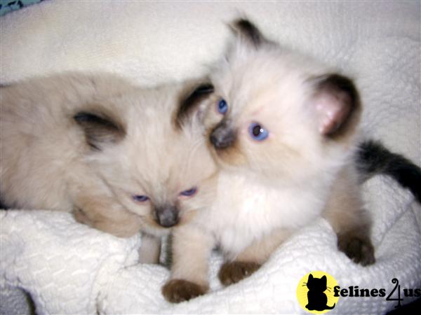 Ragdoll Kittens