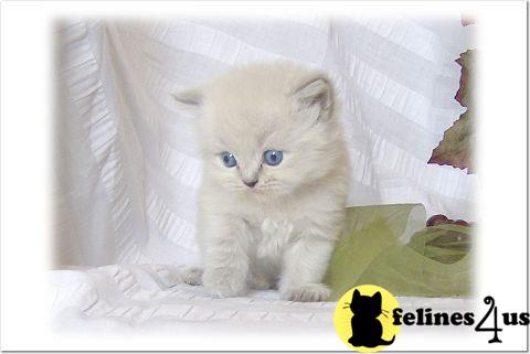 Kittens for Sale in Kansas