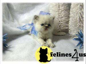 Kittens for Sale in Kansas