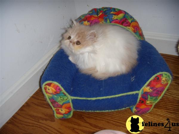Persian Male Kitten