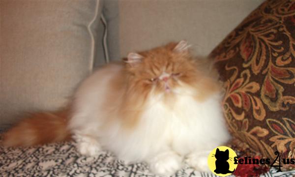 Kittens for Sale in Massachusetts