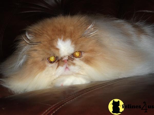 Kittens for Sale in Massachusetts