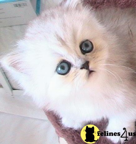 Kittens for Sale in California