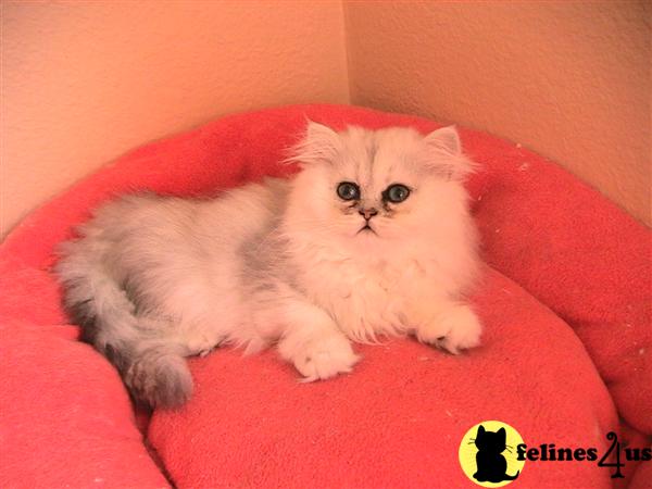 Kittens for Sale in California