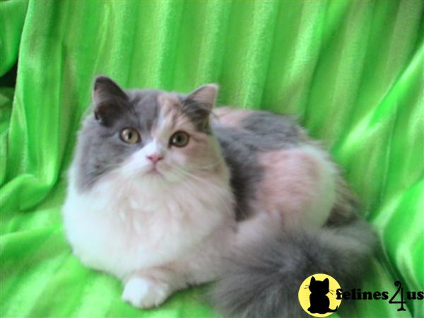 The most beautiful diluted calico Napoleon female.