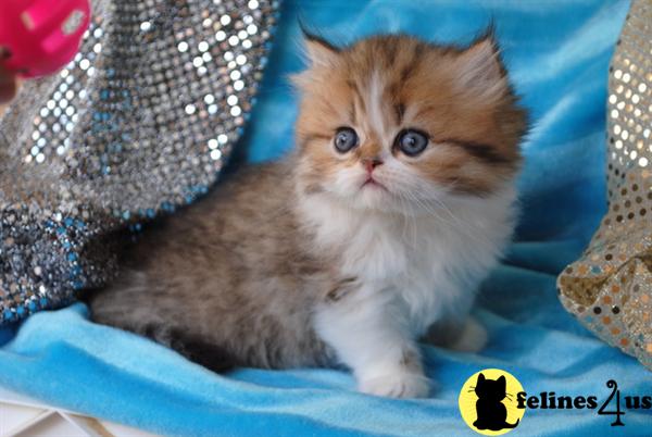 Kittens for Sale in California
