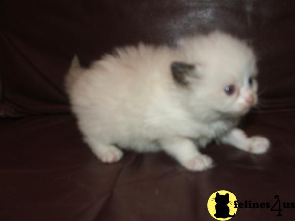 Siberian Kittens