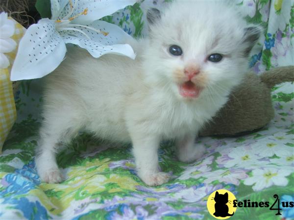 Siberian Kittens
