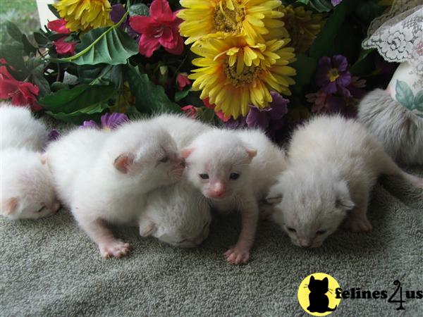 BEAUTIFUL SIBERIAN KITTENS FROM WORLD CHAMPION LINES 509-671-7273