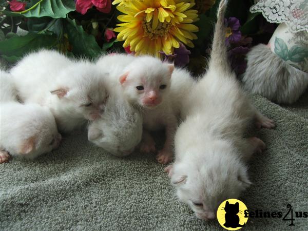 Siberian Kittens
