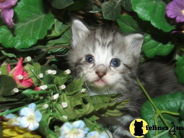 Siberian Kittens in Washington