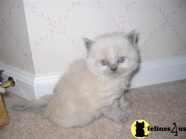 Kittens for Sale in New Jersey