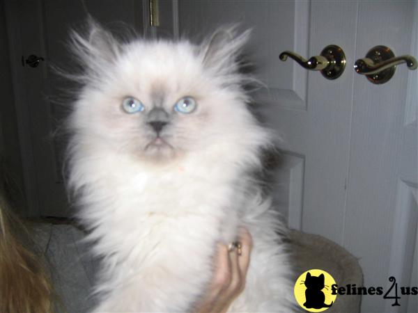 Kittens for Sale in New Jersey