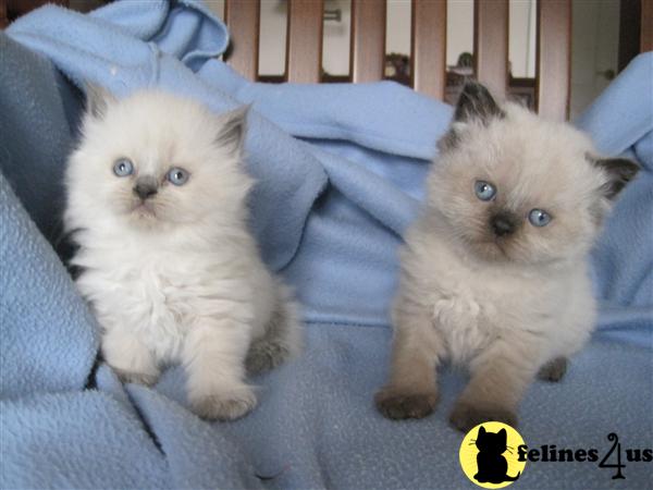 Kittens for Sale in New Jersey