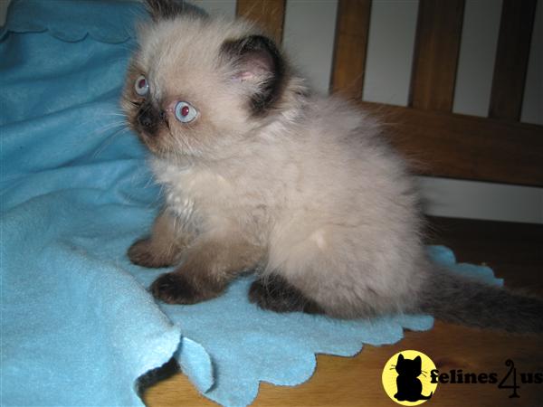 Kittens for Sale in New Jersey