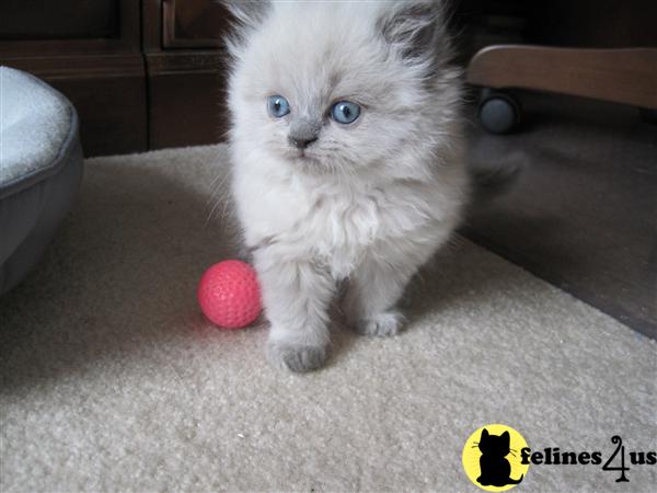 Kittens for Sale in New Jersey