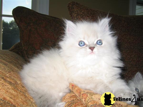 Kittens for Sale in New Jersey