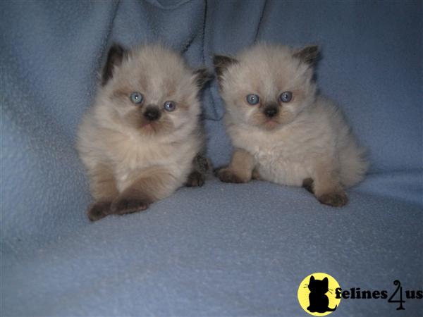 Kittens for Sale in New Jersey