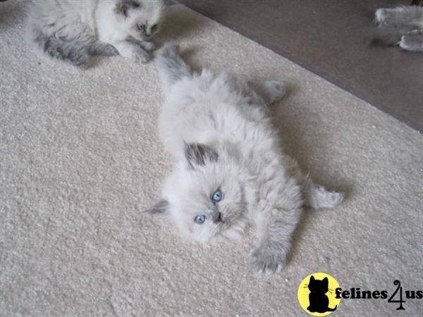 Kittens for Sale in New Jersey
