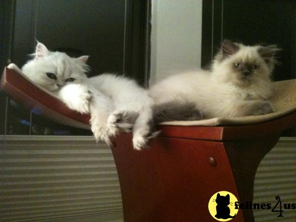 Kittens for Sale in New Jersey
