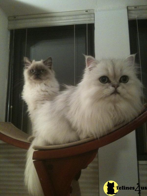 Kittens for Sale in New Jersey