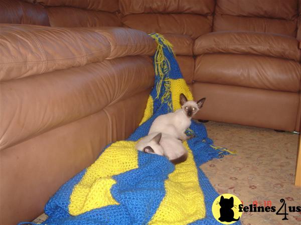 Kittens for Sale in New Jersey