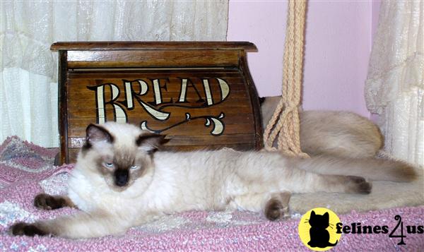 Kittens for Sale in Colorado