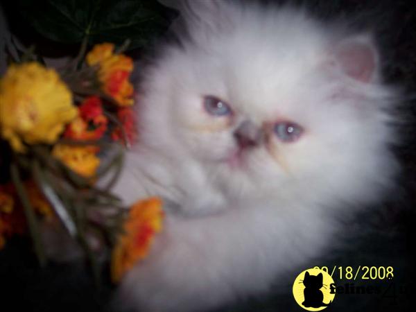 adorable rare lilac pt. female kitten CFA. CH.sired.