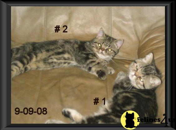 Exotic Shorthair Kittens in North Carolina