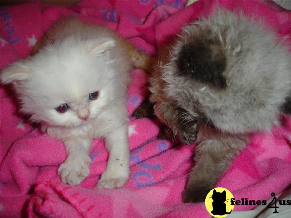 Kittens for Sale in New York