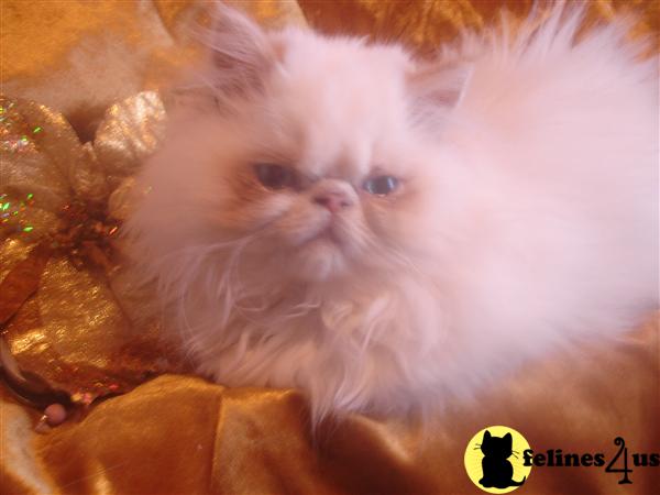 Kittens for Sale in New York