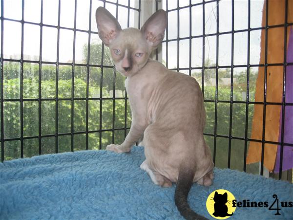 Cornish Rex Kittens for Sale