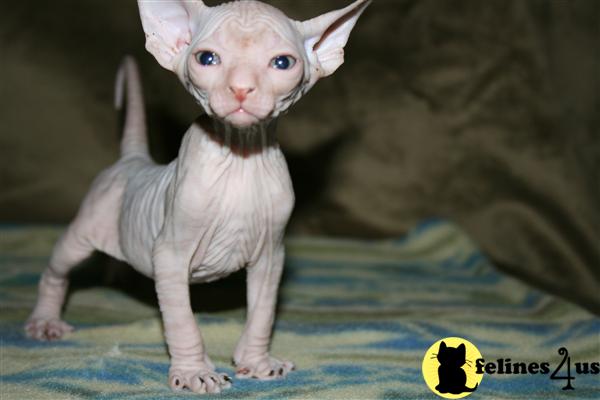 MD USA, Sphynx Kittens